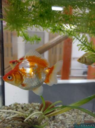 金魚